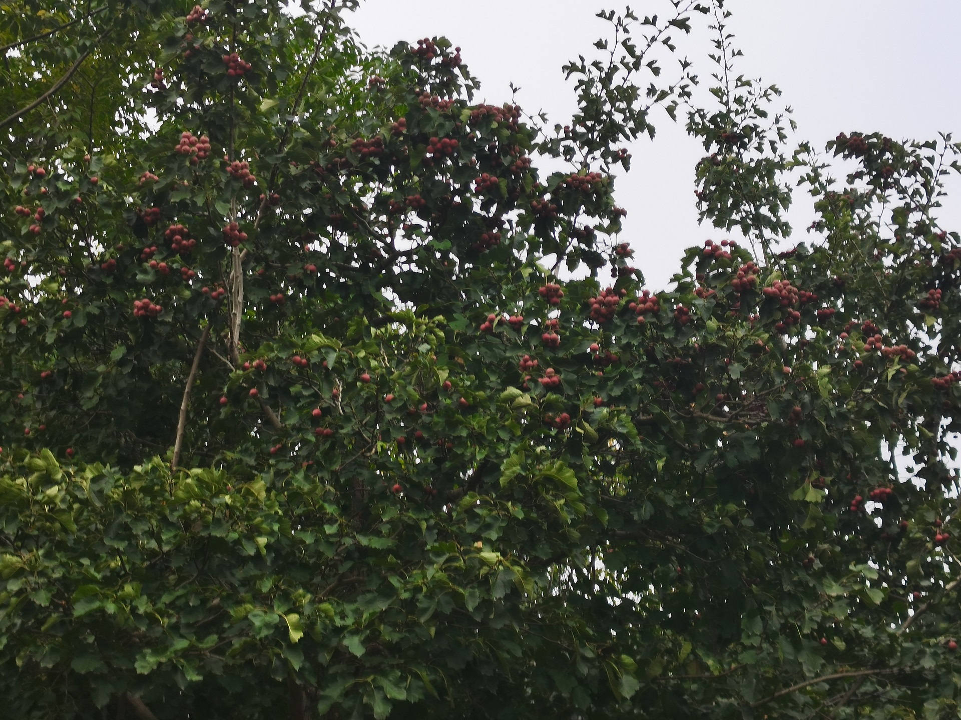 點擊了解